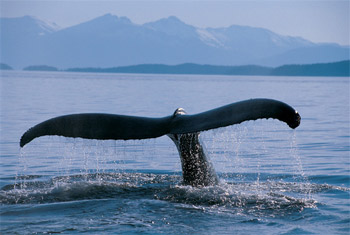 nature image of whale tail breaching the surface